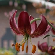 Maroon King - floret